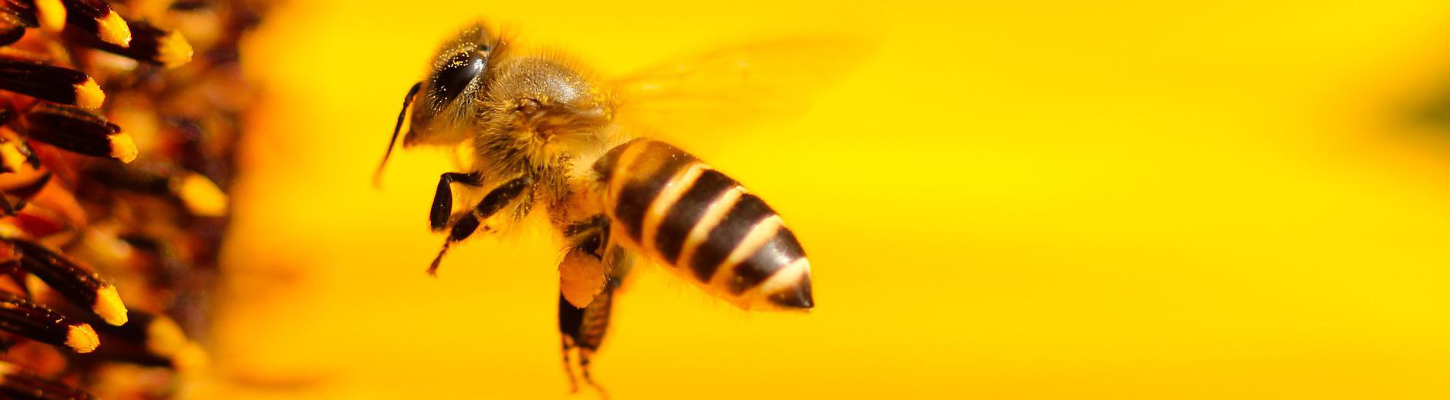 パン・焼き菓子